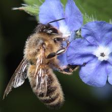 Beekeeping Club's avatar